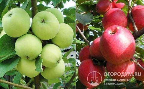 Сорт яблони мечта: основные характеристики и советы по выращиванию