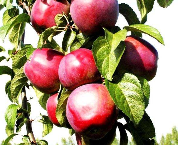 О яблоне колоновидной Васюган, описание сорта, характеристики, агротехника