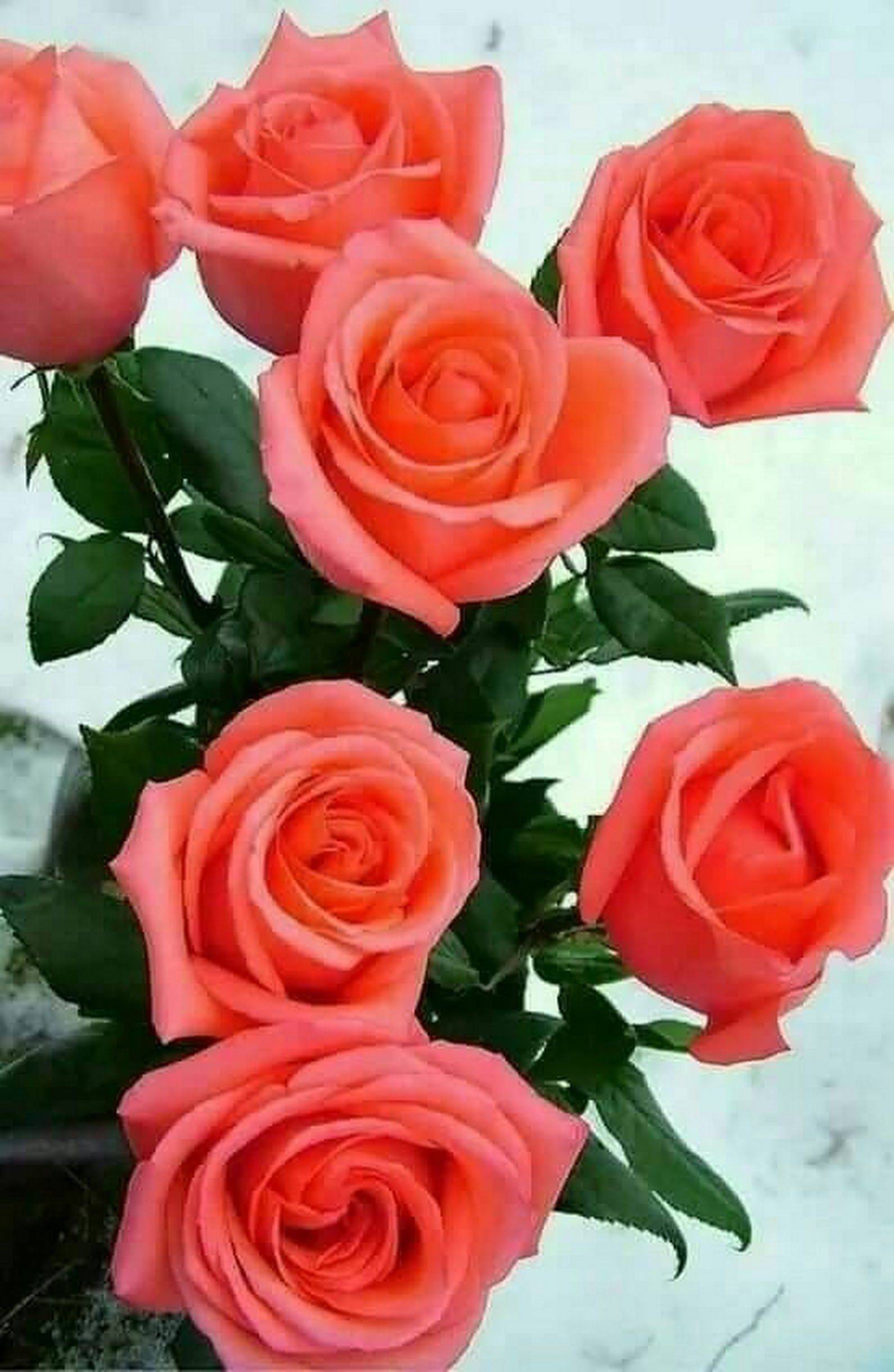 Розы кораллового цвета фото