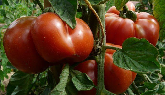 Монофосфат калия для рассады томатов: как удобрять, инструкция по применению