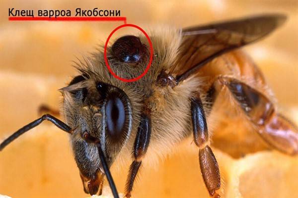 Варроатоз: лечение и обработка пчел