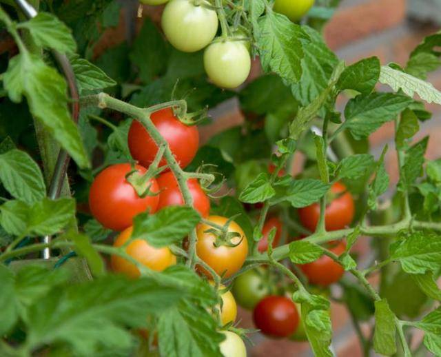 Вредители и болезни рассады томатов: фото и их лечение