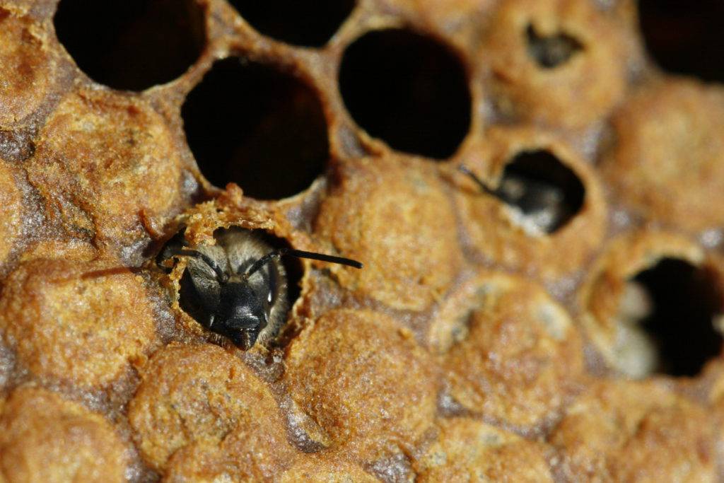 Особенности медоносной пчелы: строение, характеристики, содержание и польза пчелы