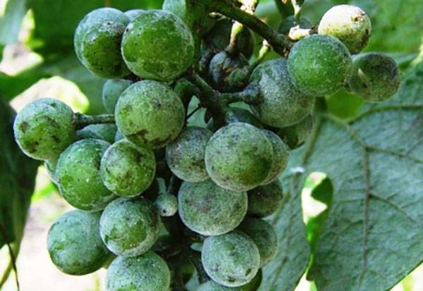 Топаз — фунгицид для винограда