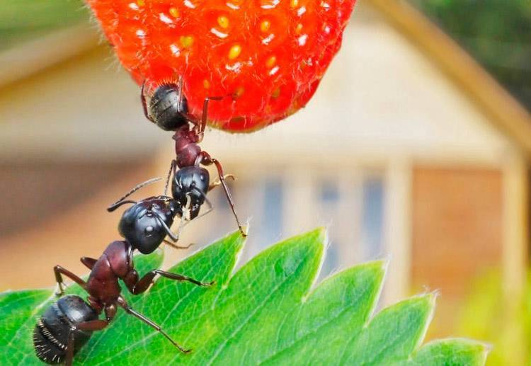 Как бороться с муравьями в теплице: чем травить без вреда для овощей