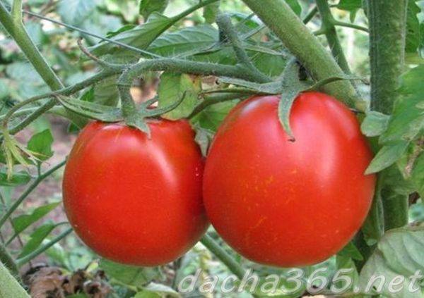 Низкорослые томаты: описание, отзывы, фото