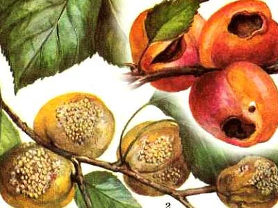 О болезнях абрикоса: почему дерево болеет, что делать (обработать, опрыскать)