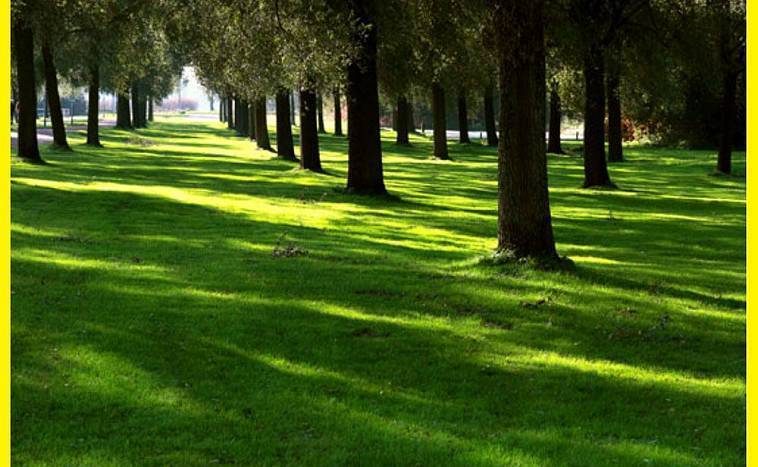Виды газонов: луговой, садово-парковый, партерный. устройство газонов и особенности ухода