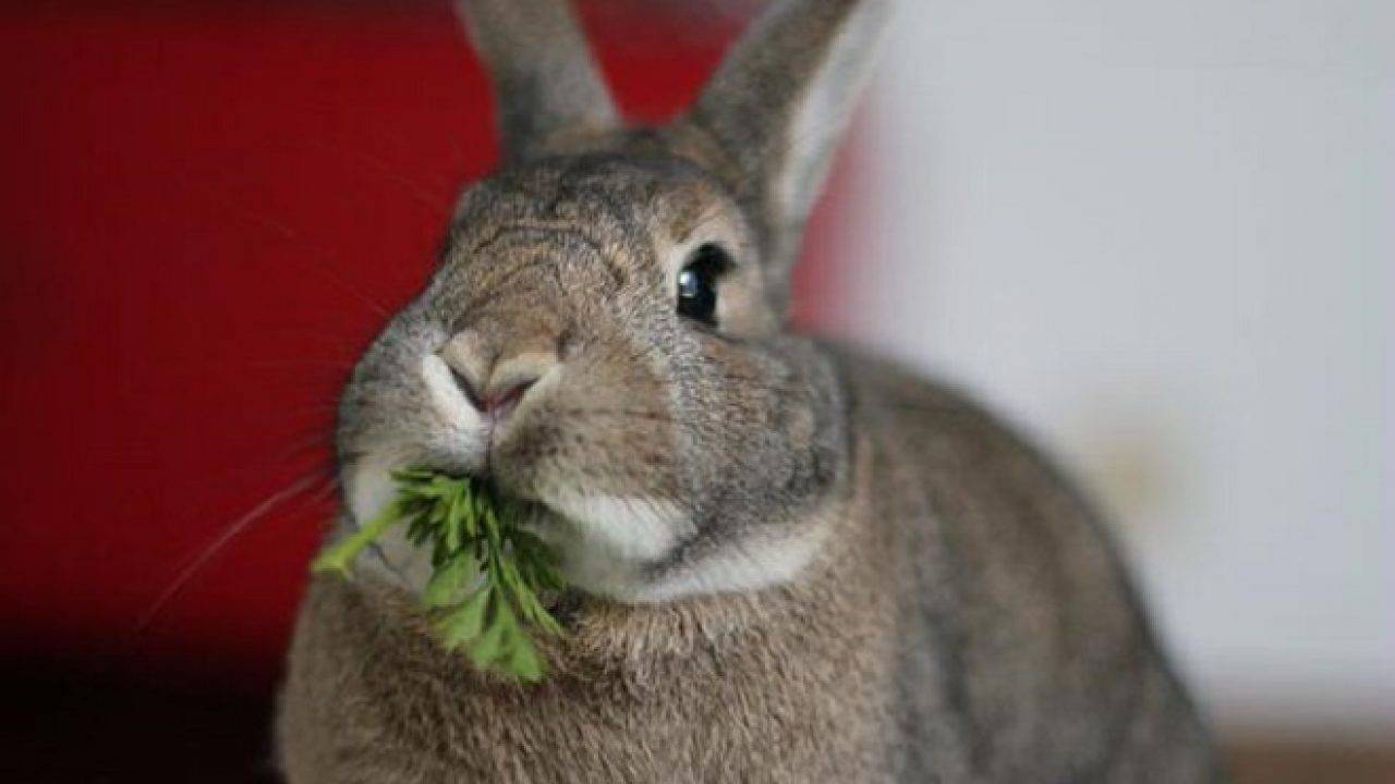 Как откормить кролика на мясо за короткое время?
