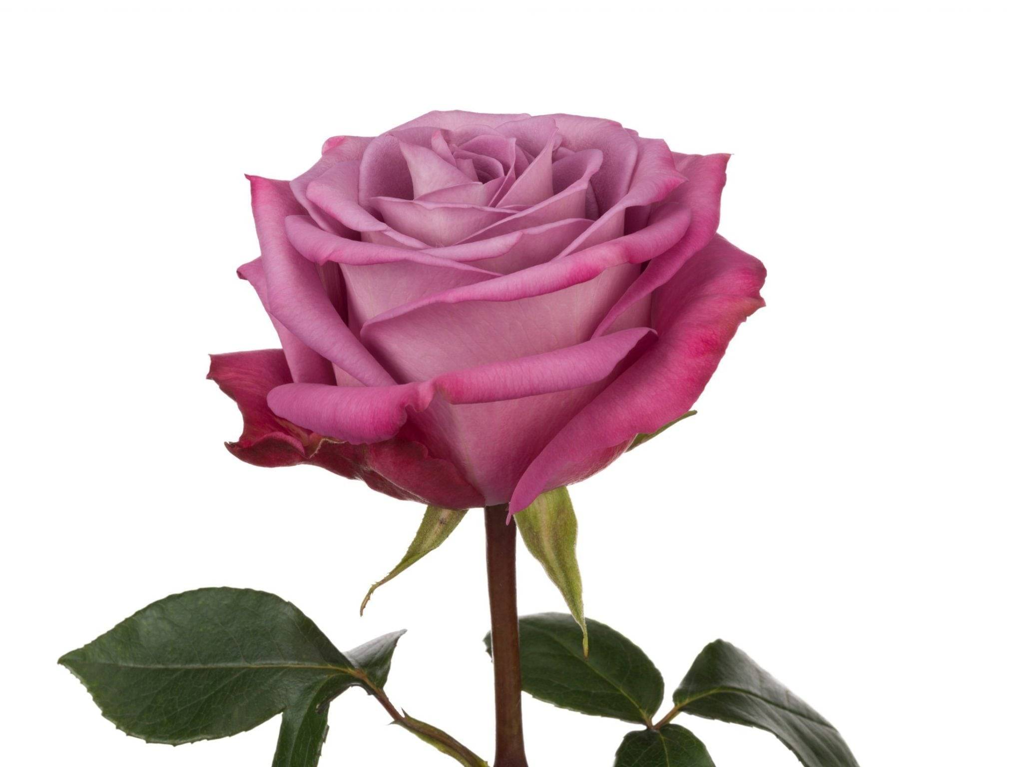 Лучшие сорта роз по цветам | о розе