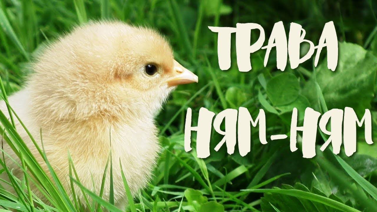Зелень в рационе цыплят: как правильно давать