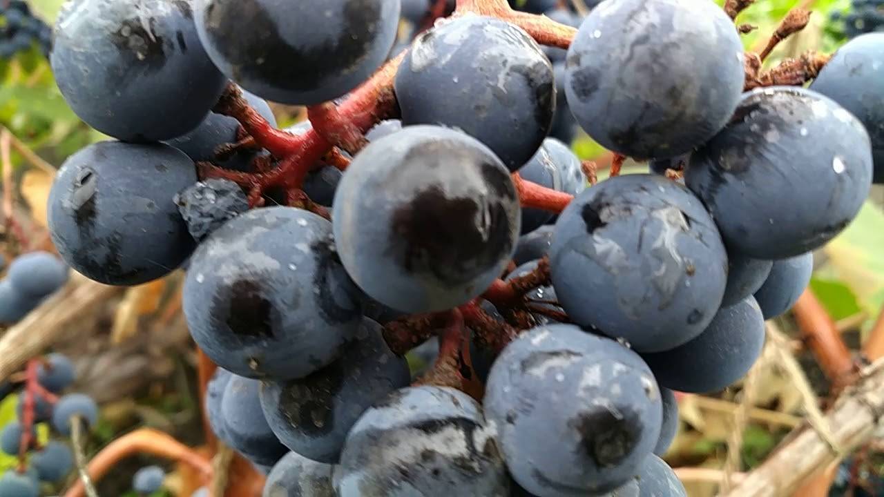 Сорт винограда «зилга» — описание, фото, селекция, особенности посадки и ухода