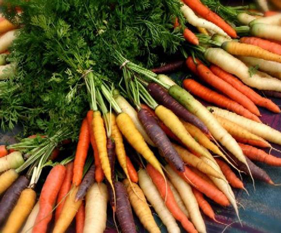 Лучшие сорта моркови для посадки и хранения на зиму, для черноземья