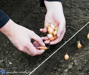 Посадка лука севка весной - пошаговая инструкция, фото + видео