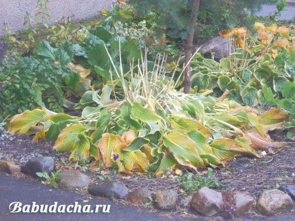 Хоста: посадка, выращивание и уход в открытом грунте