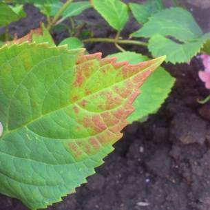 Гортензия: сохнут листья, что делать? болезни и вредители растения