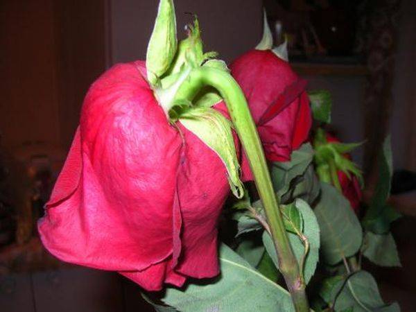 О реанимировании розы в вазе: как оживить и спасти увядший цветок