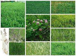 Трава для газона: как выбрать?