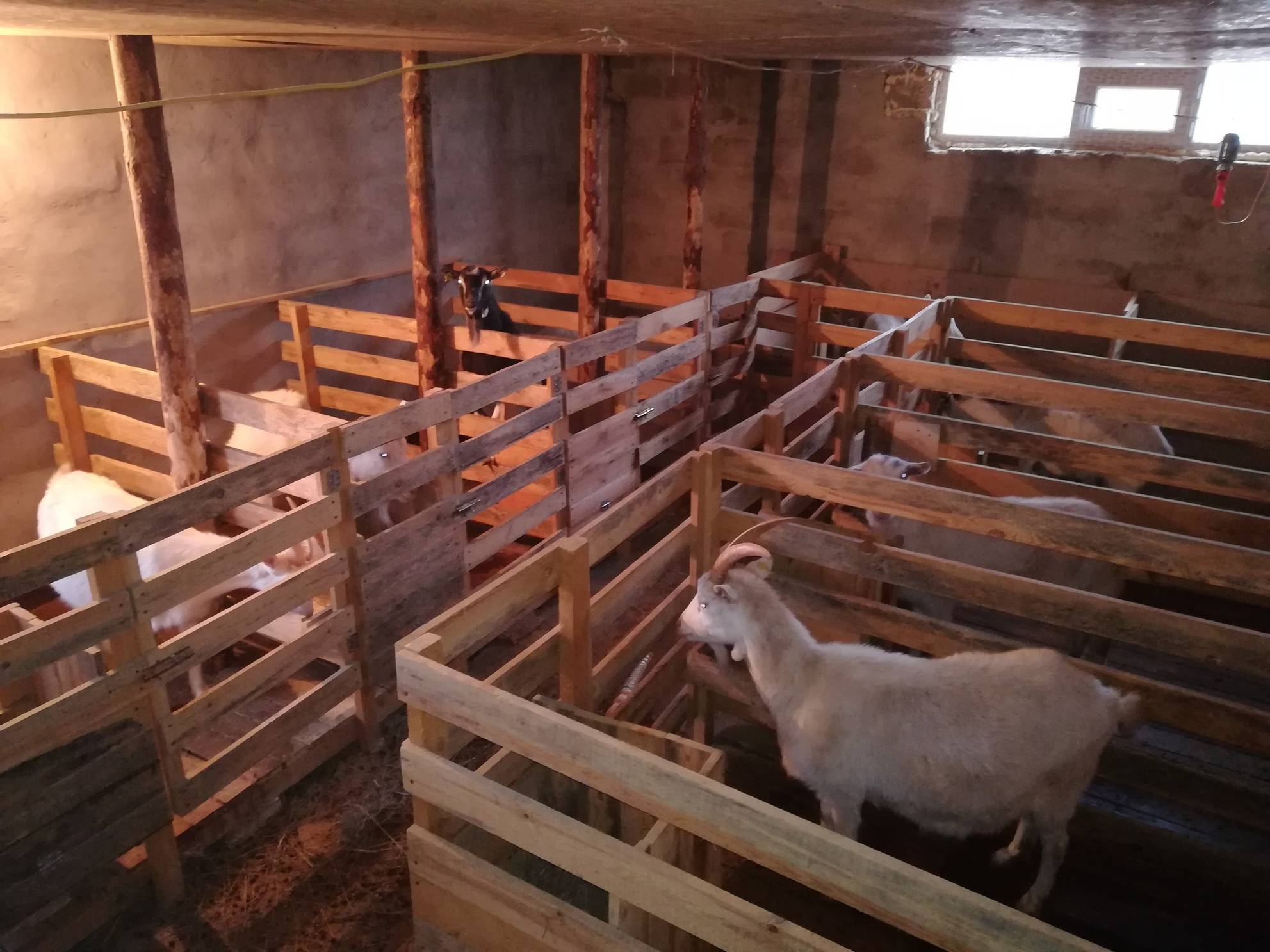 О содержании коз: в домашних условиях для начинающих, уход за дойной, помещение