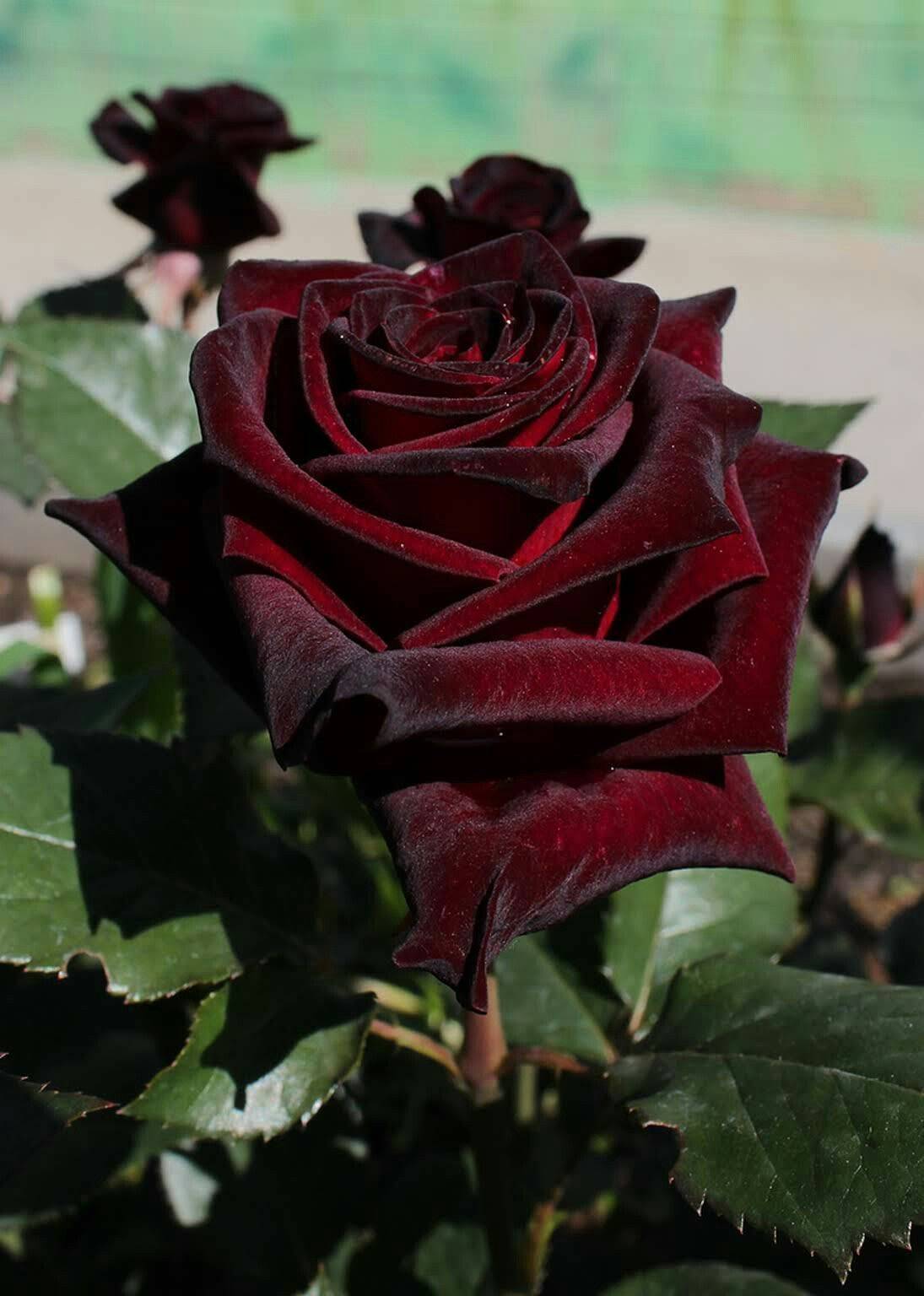 Чёрная магия — популярный сорт чайно-гибридной розы