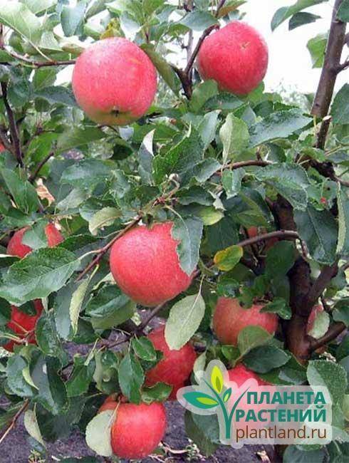 Инструкция сохранения саженцев яблони до весны