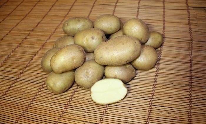 Сорт картофеля «голубой дунай»: подробное описание, характеристика и фото