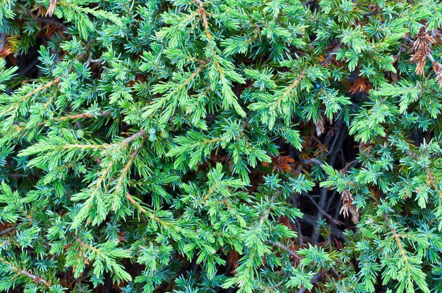 Можжевельник средний блю энд голд (juniperus рfitzeriana blue and gold)