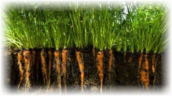 Как вырастить морковь в открытом грунте - подробная инструкция!
