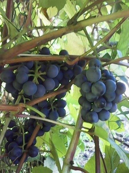 Неукрывные сорта винограда: гибриды американского винограда