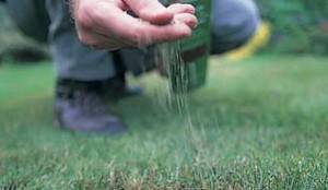 Лучшее время для посева газонной травы: когда и как посадить траву для газона