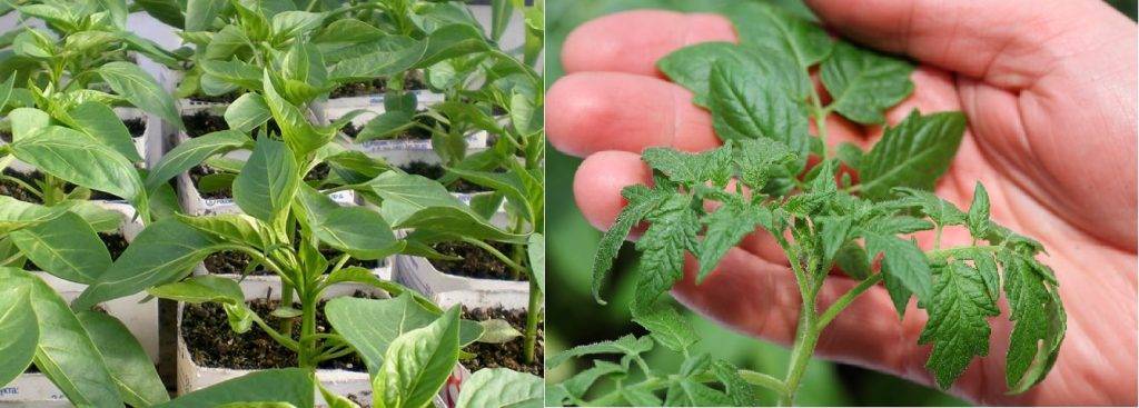 Как вырастить рассаду томатов в домашних условиях. об этом не знают огородники