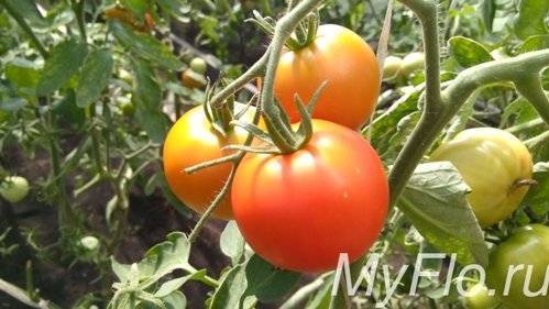 Чем подкармливать помидоры в открытом грунте для быстрого роста плодов