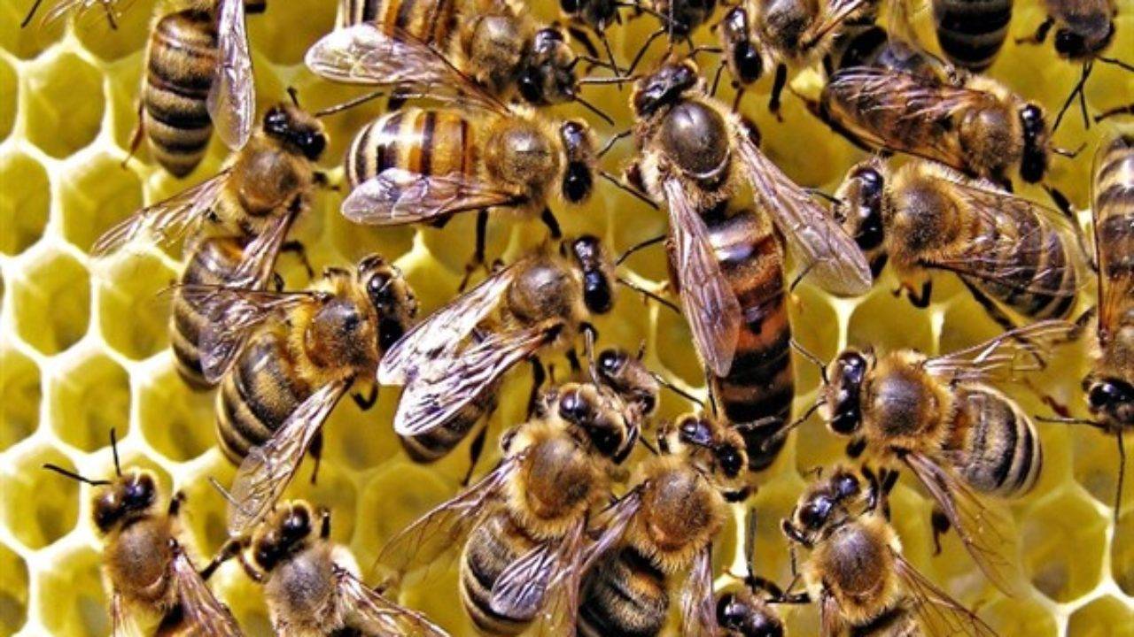 Сколько пчел проживает в одном улье