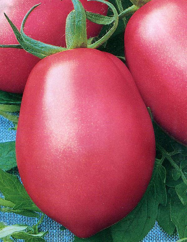 Капризный в уходе, но любимый дачниками томат «розовый фламинго»: характеристика и описание сорта