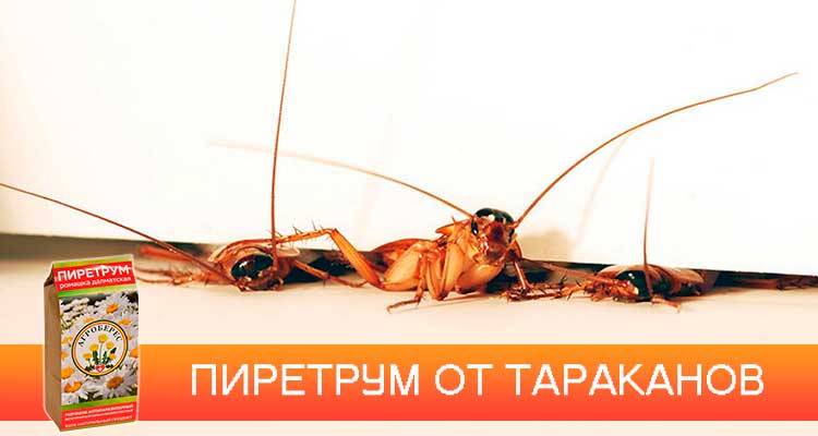 Как правильно использовать пиретрум от тараканов?