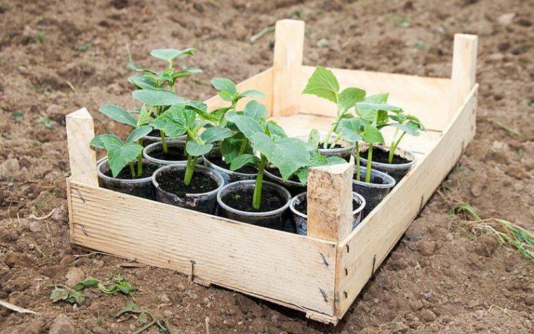 Как правильно посадить огурцы в открытый грунт