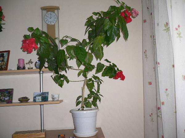 О размножении китайской розы в домашних условиях, выращивание дома в горшке