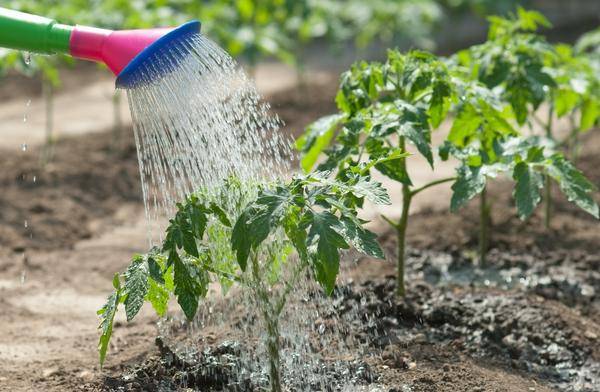 Основные правила и нормы полива капусты в открытом грунте