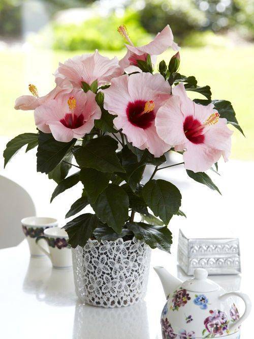 Почему китайскую розу считают «цветком смерти» и правда ли, что ее нельзя держать в доме?