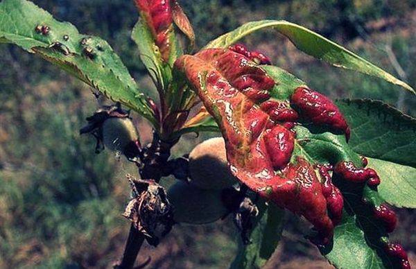 Болезни персика: описание с фотографиями и способы лечения вредителей