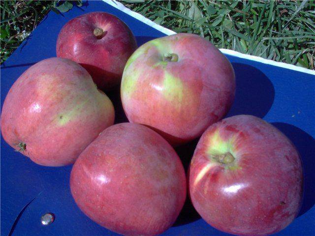 Описание и выращивание сорта яблони гренни смит