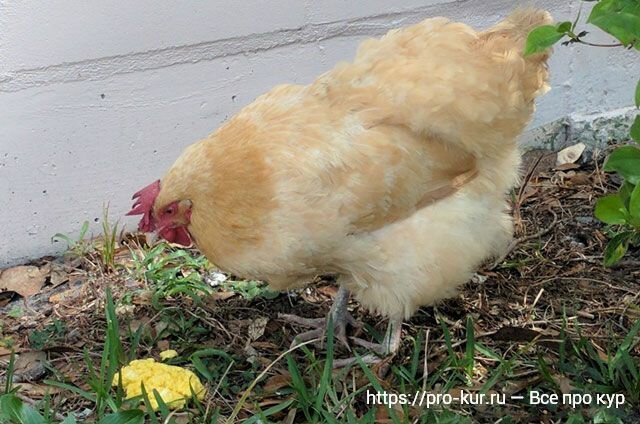 Болезни цыплят бройлеров: симптомы и лечение