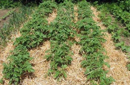 Посадка картофеля под солому - особенности эффективного метода выращивания
