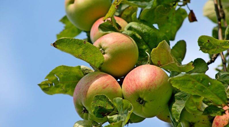 Почему для своего сада стоит выбрать яблоню сорта краса свердловска