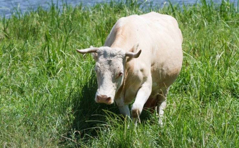 Сколько корова вынашивает теленка