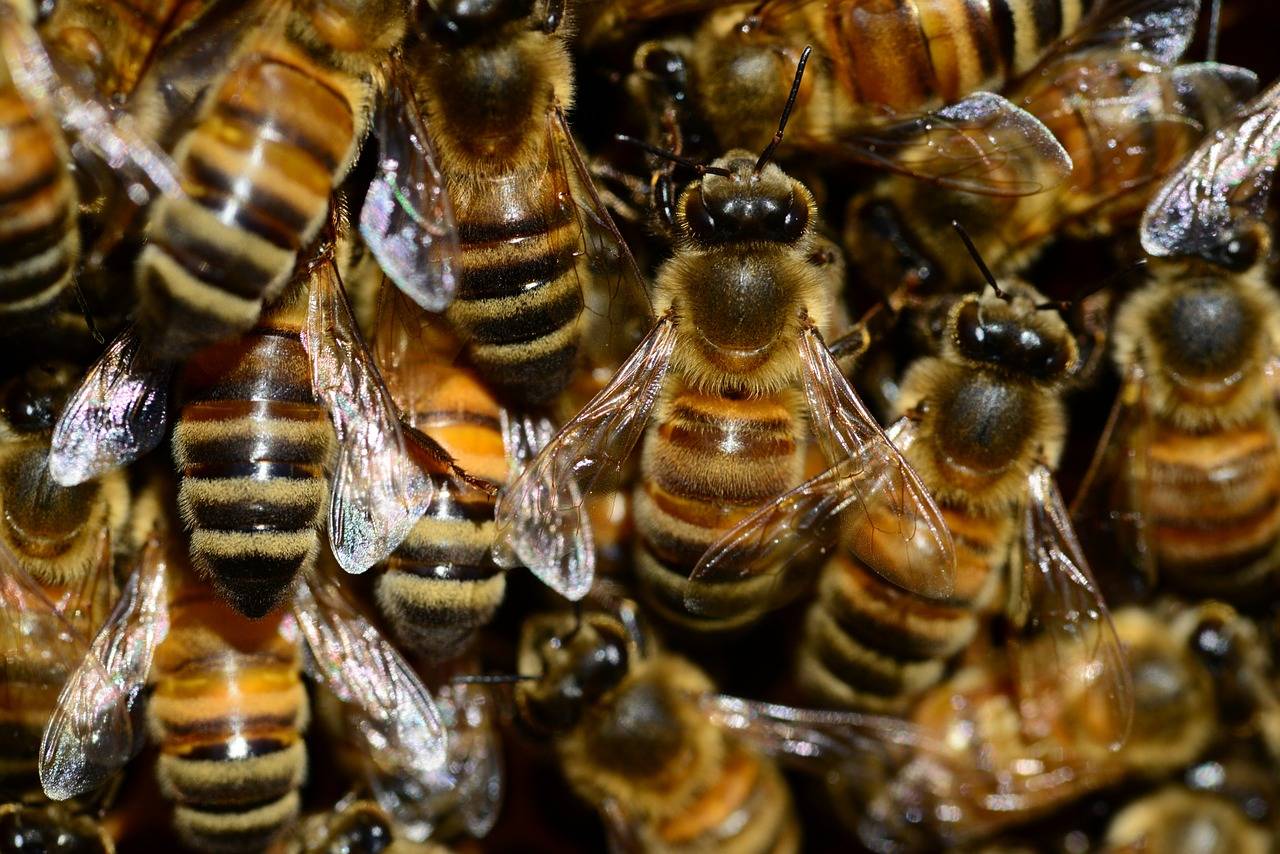 Варроатоз пчёл и лечение пчёл от варроатоза