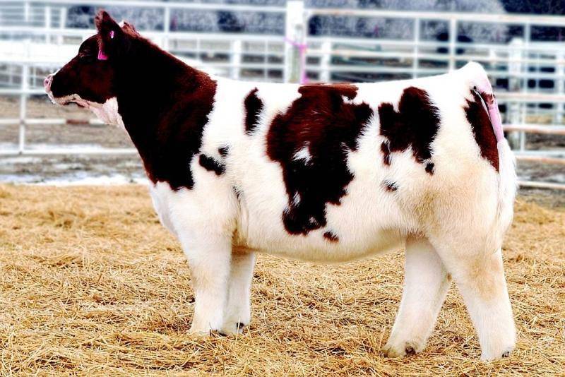 Плюшевая корова: происхождение, описание породы и уход за ней