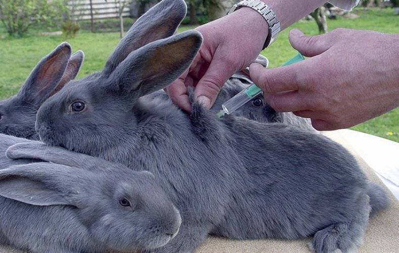 Как, какие и когда делать прививки кроликам?