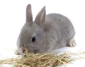 Как ухаживать за кроликами в домашних условиях и чем кормить