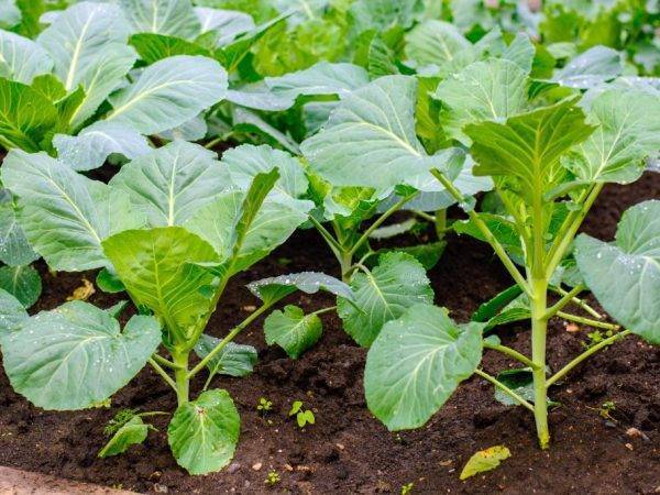 Как растут кабачки и как за ними ухаживать — секреты хорошего урожая
